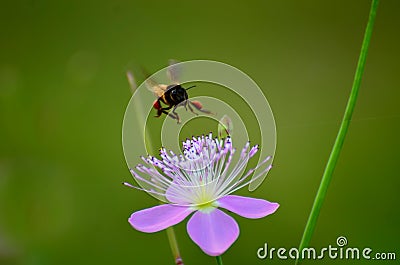 Inflight bee Stock Photo