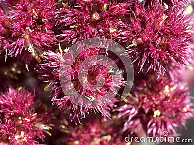 Inflorescence of amaranth plant, full frame. Macro image of crimson amaranth flowers Stock Photo