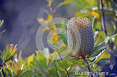 Inflorescence of Australian native Banksia serrata Stock Photo