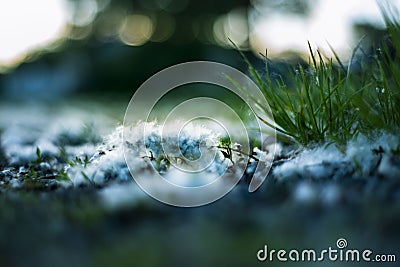 inflorescence blue background bokeh effect abstraction Stock Photo