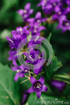 Inflorescence blue bells on a green background Stock Photo