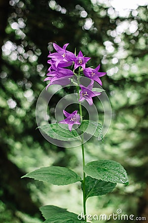 Inflorescence blue bells on a green background Stock Photo