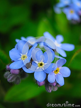 Inflorescence of blue forget-me-nots on a green background close up Stock Photo