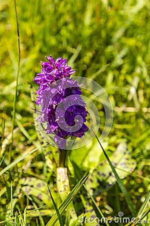 Inflorescence broad-leaved marsh orchid Dactylorhiza majalis is a genus of flowering plants in the orchid family Orchidaceae Stock Photo