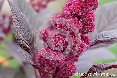 Inflorescence of crimson amaranth plant, close-up. Amaranthus cruentus is a flowering plant species that yields the nutritious Stock Photo