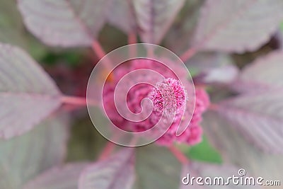 Inflorescence of crimson amaranth plant, close-up. Amaranthus cruentus is a flowering plant species that yields the nutritious Stock Photo