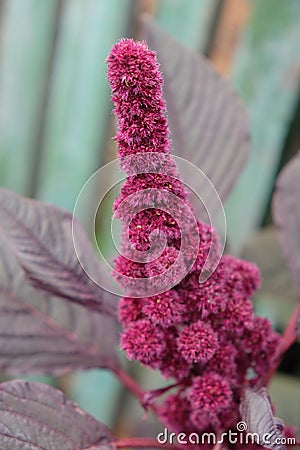 Inflorescence of crimson amaranth plant, close-up. Amaranthus cruentus is a flowering plant species that yields the nutritious Stock Photo