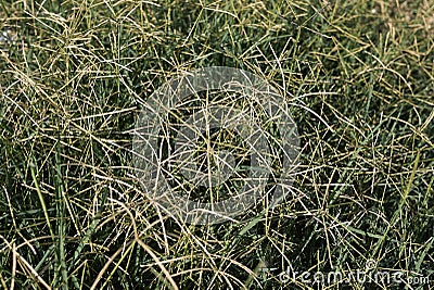 Cynodon dactylon plants Stock Photo