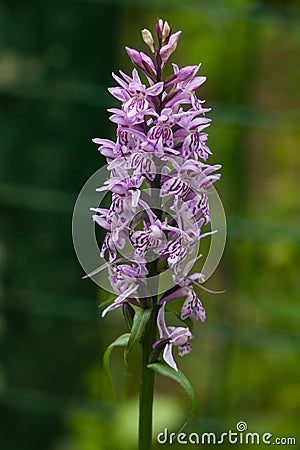 Inflorescence Dactylorhiza maculata, Heath Spotted Orchid macro Stock Photo