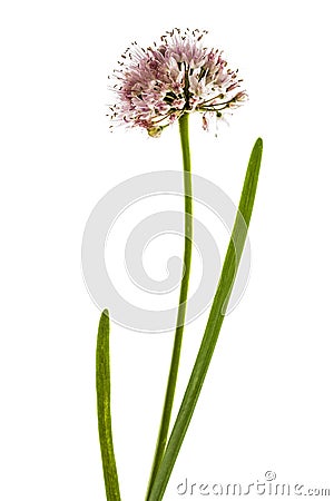 Inflorescence of decorative onion, ornamental allium flowers, Stock Photo