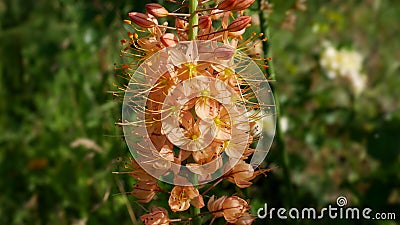 Inflorescence of Eremurus isabellinus pinocchio cleopatra close-up. Stock Photo