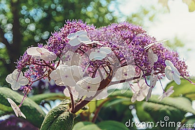 Inflorescence flower hydrangea in the sun. Stock Photo