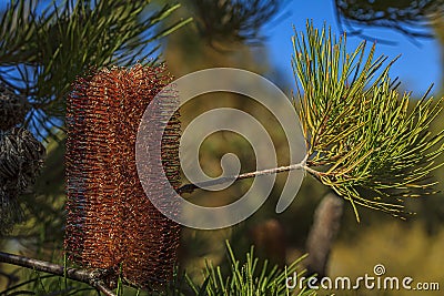 Inflorescence of the heath leaved Australian banksia ericifolia, gold-and-red styles flower Stock Photo