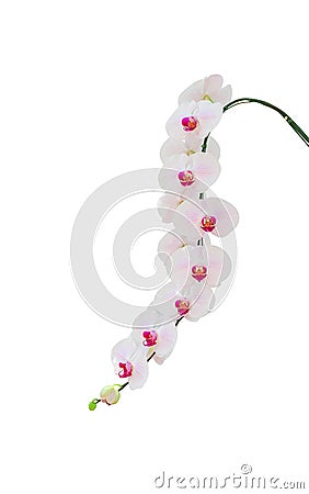 Inflorescence huge sweet white phalaenopsis orchids with line pink group blooming and green stem hanging isolated on white Stock Photo