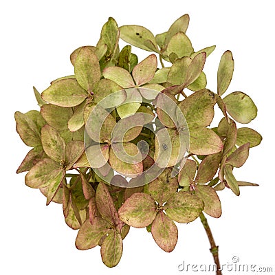 Inflorescence of hydrangea close-up, isolated on white background Stock Photo