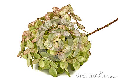 Inflorescence of hydrangea close-up, isolated on white background Stock Photo