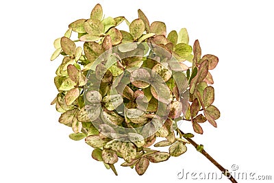 Inflorescence of hydrangea close-up, isolated on white background Stock Photo