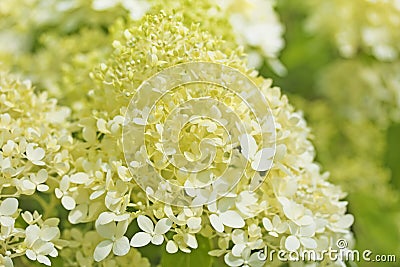 Inflorescence Hydrangea paniculata `Limelight` as background Stock Photo