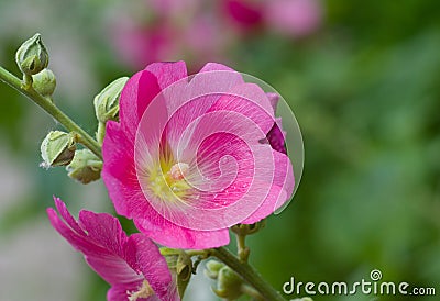 Inflorescence of Malva flower Stock Photo