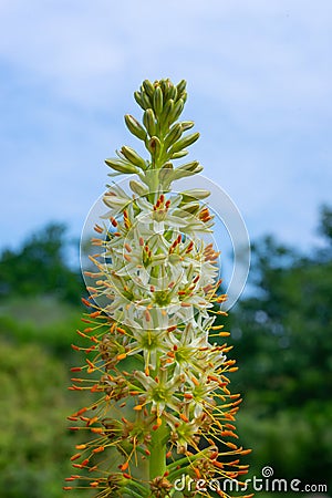 Inflorescence of an ornamental plant Eremurus with yellow stamens and a pleasant aroma in the garden, Ukraine Stock Photo