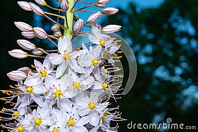 Inflorescence of an ornamental plant Eremurus with yellow stamens and a pleasant aroma in the garden, Ukraine Stock Photo