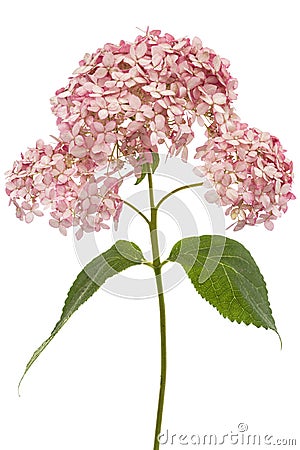 Inflorescence of the pink flowers of hydrangea close-up, isolated on white background Stock Photo