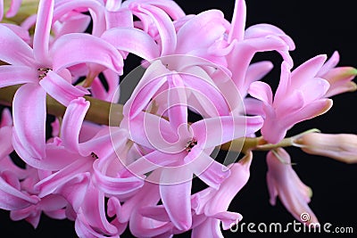 Inflorescence Pink lush Hyacinth on a black background Stock Photo