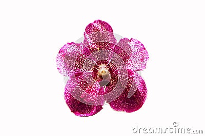 Inflorescence Pink orchid Miltoniopsis flower Isolated on white background. Stock Photo