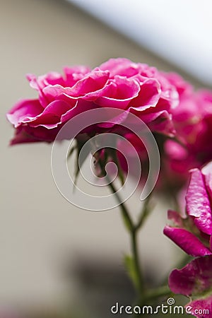 Inflorescence pink shrub roses Stock Photo