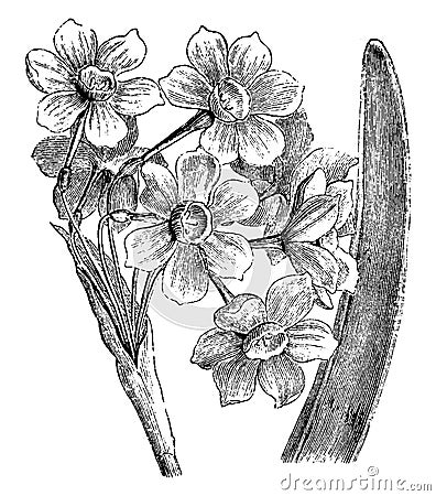 Inflorescence and Portion of Leaf of Narcissus Tazetta vintage illustration Vector Illustration