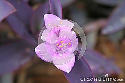 Inflorescence of purple heart plants ,Tradescantia pallida Rose D.R.Hunt Stock Photo
