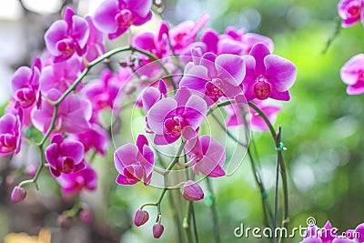 Inflorescence of purple orchids blooming in garden with bokeh background,natural flower huge group hanging on tree Stock Photo