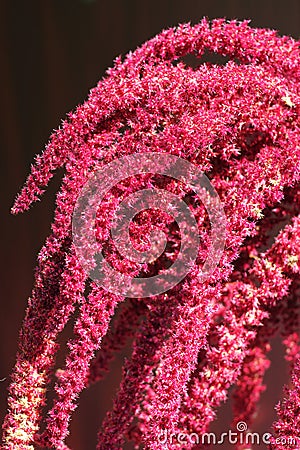 Inflorescence of Red amaranth Stock Photo