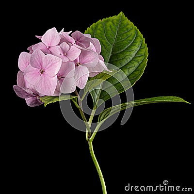 Inflorescence of the tenderly pink flowers of hydrangea, isolated on black background Stock Photo