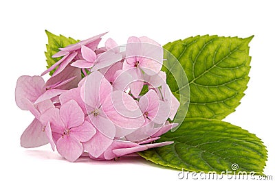 Inflorescence of the tenderly pink flowers of hydrangea, isolated on white background Stock Photo