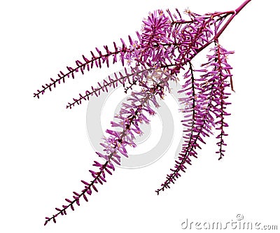 Inflorescence of Variegated cordyline fruticosa, Ti plant flowers, Exotic pink flowers, isolated on white background Stock Photo