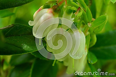 Inflorescence of white cowberry flowers in drops of dew Stock Photo
