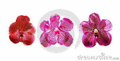 Inflorescence yellowish, pink, orange. Vanda and Ascocenda orchid bunch flower three type isolated on white background. Stock Photo