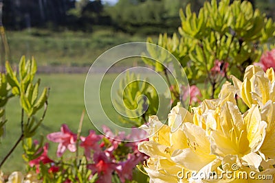 Inflorescences of azaleas of yellow and pink color Stock Photo