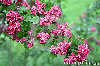 Inflorescences of a hawthorn blood-red Crataegus sanguinea Pall Stock Photo