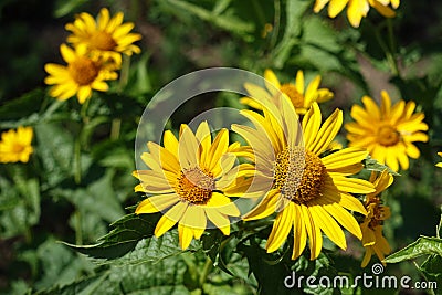 Inflorescences of smooth oxeye in summer Stock Photo