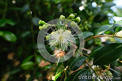 Inflorescences of Syzygium paniculatum, aka the magenta lilly pilly or magenta cherry. Stock Photo