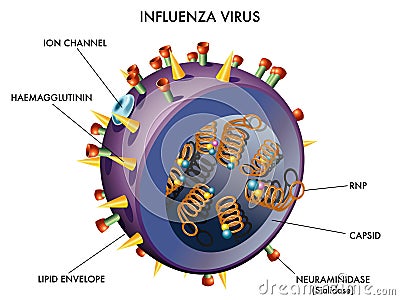 Influenza Virus Vector Illustration