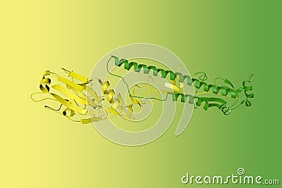 Influenza virus hemagglutinin. Ribbons diagram with differently colored protein chains based on protein data bank entry Cartoon Illustration