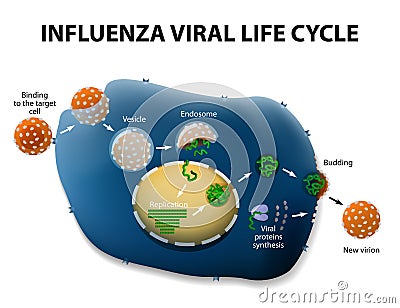 Influenza Virus Replication Cycle Vector Illustration