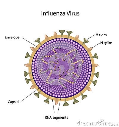 Influenza Virus Structure Stock Photography - Image: 23673462