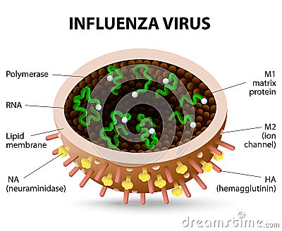 Influenza virus. Vector Illustration