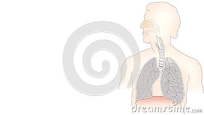 info-graphic illustration of lungs on white background with copy space for text Cartoon Illustration