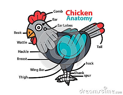 Infographic anatomy of a chicken. Vector Illustration