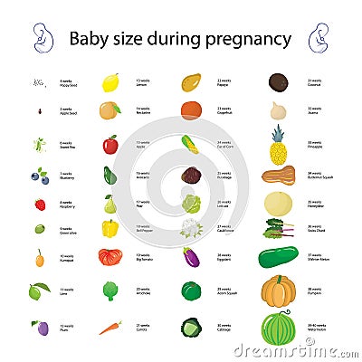 Infographic about baby size during pregnancy comparing with diff Cartoon Illustration